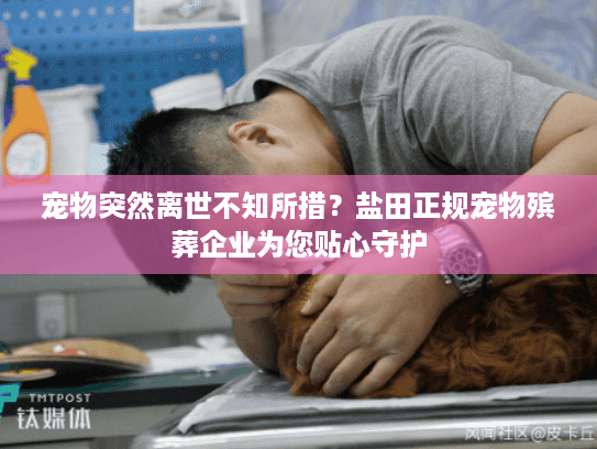 宠物突然离世不知所措？盐田正规宠物殡葬企业为您贴心守护