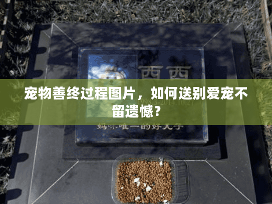 宠物善终过程图片，如何送别爱宠不留遗憾？