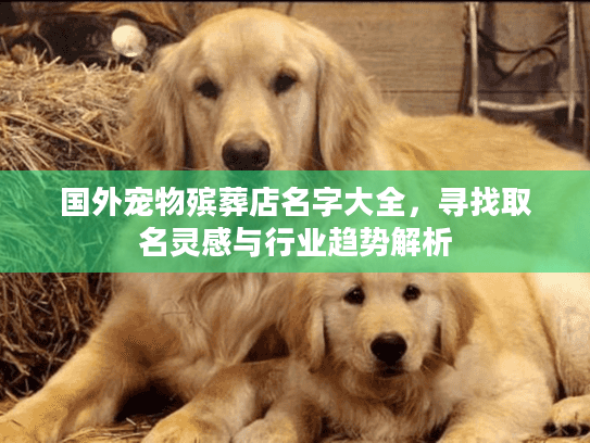 国外宠物殡葬店名字大全，寻找取名灵感与行业趋势解析