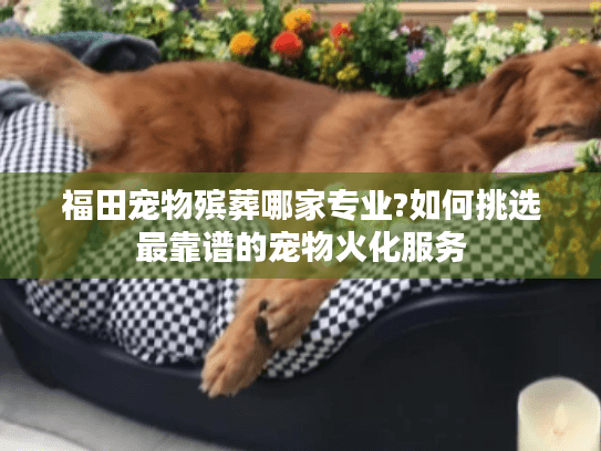 福田宠物殡葬哪家专业?如何挑选最靠谱的宠物火化服务