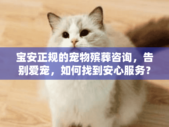 宝安正规的宠物殡葬咨询，告别爱宠，如何找到安心服务？