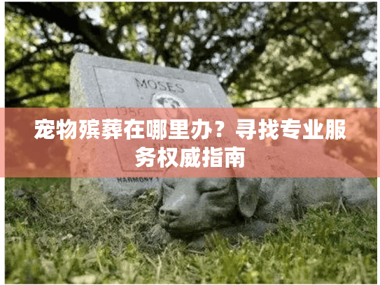宠物殡葬在哪里办？寻找专业服务权威指南