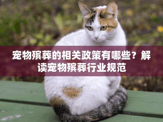 宠物殡葬的相关政策有哪些？解读宠物殡葬行业规范