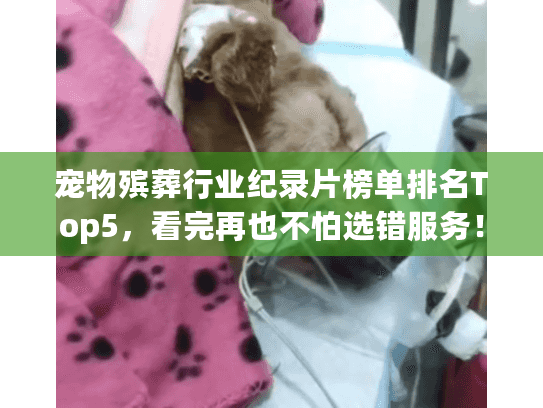 宠物殡葬行业纪录片榜单排名Top5,看完再也不怕选错服务! 宠物殡葬行业纪录片榜单排名Top5,看完再也不怕选错服务!
