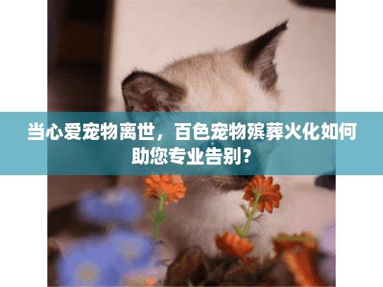 当心爱宠物离世，百色宠物殡葬火化如何助您专业告别？