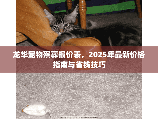 龙华宠物殡葬报价表，2025年最新价格指南与省钱技巧