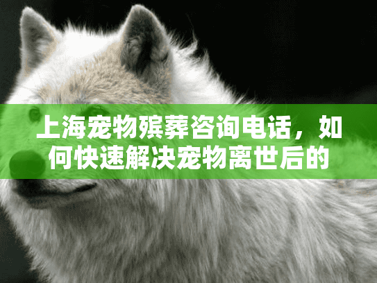 上海宠物殡葬咨询电话，如何快速解决宠物离世后的后事问题