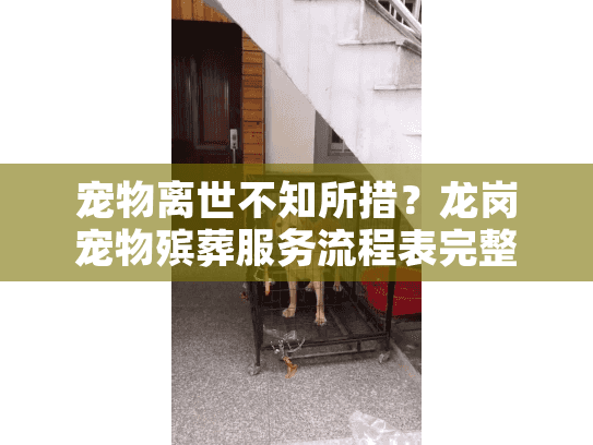 宠物离世不知所措？龙岗宠物殡葬服务流程表完整指南