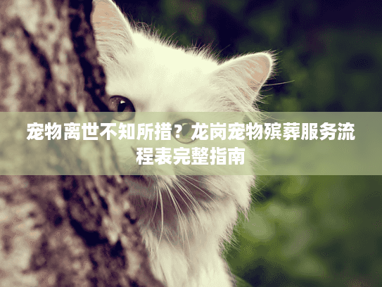 宠物离世不知所措？龙岗宠物殡葬服务流程表完整指南