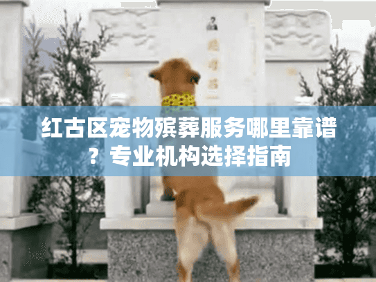 红古区宠物殡葬服务哪里靠谱？专业机构选择指南