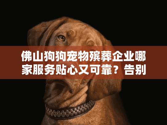 佛山狗狗宠物殡葬企业哪家服务贴心又可靠？告别爱宠不再迷茫