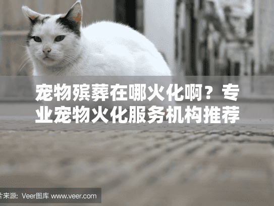宠物殡葬在哪火化啊？专业宠物火化服务机构推荐与全面指南