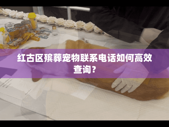 红古区殡葬宠物联系电话如何高效查询？