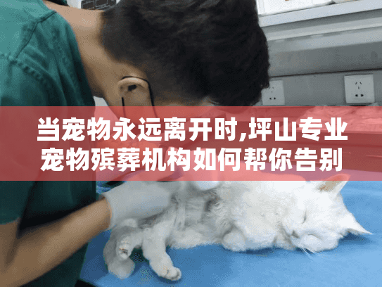 当宠物永远离开时,坪山专业宠物殡葬机构如何帮你告别?