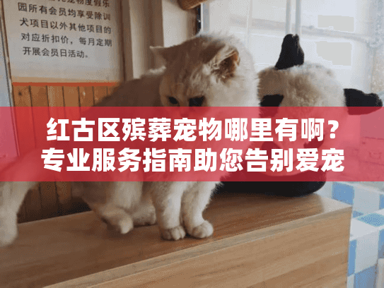 红古区殡葬宠物哪里有啊？专业服务指南助您告别爱宠