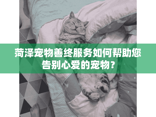 菏泽宠物善终服务如何帮助您告别心爱的宠物？