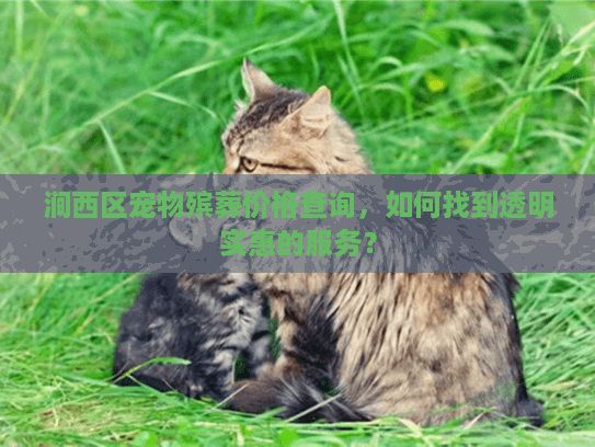 涧西区宠物殡葬价格查询，如何找到透明实惠的服务？
