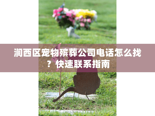 涧西区宠物殡葬公司电话怎么找？快速联系指南