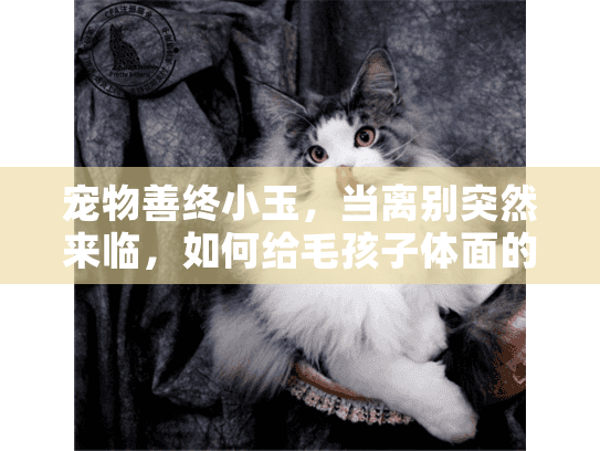 宠物善终小玉，当离别突然来临，如何给毛孩子体面的告别？