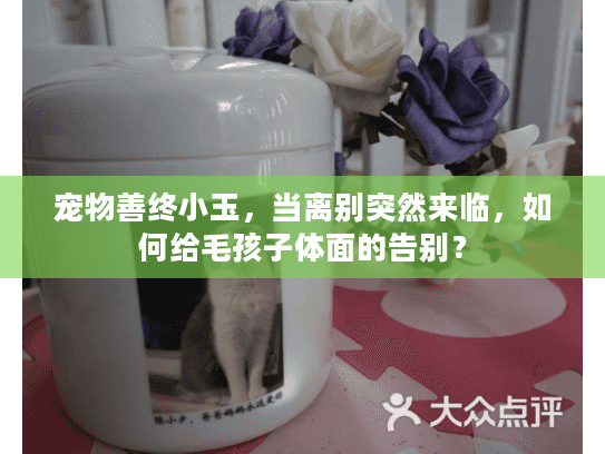 宠物善终小玉，当离别突然来临，如何给毛孩子体面的告别？