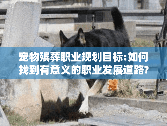 宠物殡葬职业规划目标:如何找到有意义的职业发展道路?
