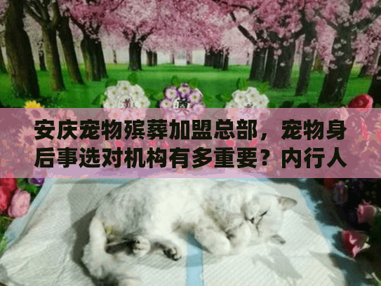 安庆宠物殡葬加盟总部,宠物身后事选对机构有多重要?内行人教你3招避坑 安庆宠物殡葬加盟总部,宠物身后事选对机构有多重要?内行人教你3招避坑