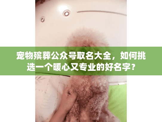 宠物殡葬公众号取名大全，如何挑选一个暖心又专业的好名字？