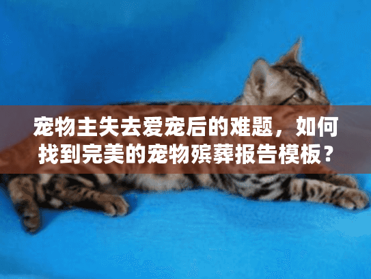 宠物主失去爱宠后的难题，如何找到完美的宠物殡葬报告模板？