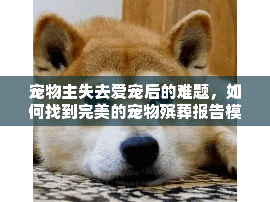 宠物主失去爱宠后的难题，如何找到完美的宠物殡葬报告模板？