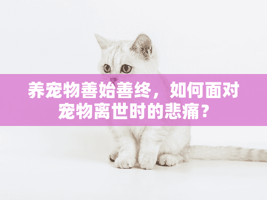 养宠物善始善终，如何面对宠物离世时的悲痛？