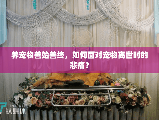 养宠物善始善终，如何面对宠物离世时的悲痛？