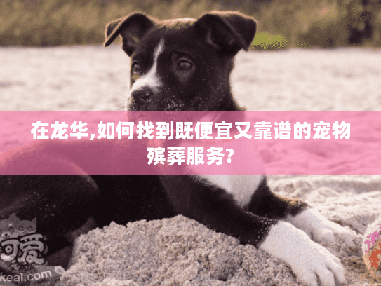 在龙华,如何找到既便宜又靠谱的宠物殡葬服务?