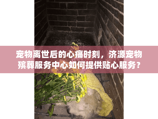 宠物离世后的心痛时刻，济源宠物殡葬服务中心如何提供贴心服务？