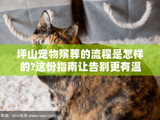 坪山宠物殡葬的流程是怎样的?这份指南让告别更有温度