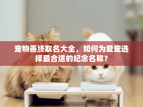 宠物善终取名大全，如何为爱宠选择最合适的纪念名称？