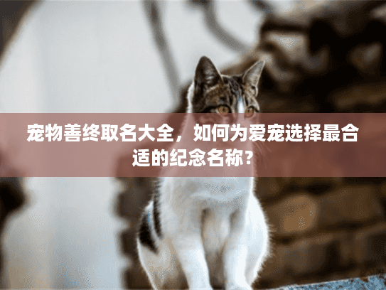 宠物善终取名大全，如何为爱宠选择最合适的纪念名称？