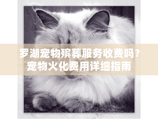 罗湖宠物殡葬服务收费吗？宠物火化费用详细指南