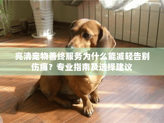 亮清宠物善终服务为什么能减轻告别伤痛？专业指南及选择建议