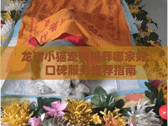 龙岗小猫宠物殡葬哪家好？口碑服务推荐指南
