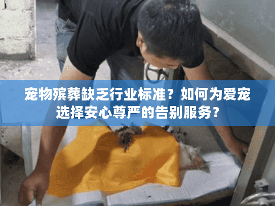 宠物殡葬缺乏行业标准？如何为爱宠选择安心尊严的告别服务？