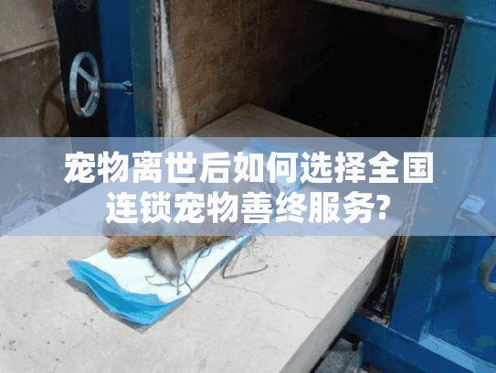 宠物离世后如何选择全国连锁宠物善终服务?