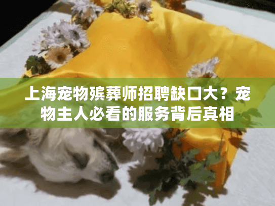 上海宠物殡葬师招聘缺口大？宠物主人必看的服务背后真相