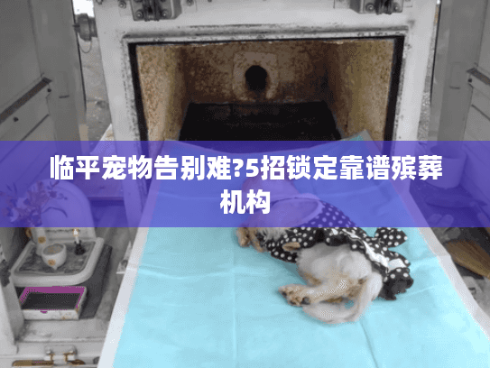 临平宠物告别难?5招锁定靠谱殡葬机构