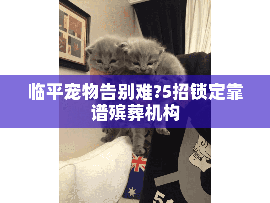 临平宠物告别难?5招锁定靠谱殡葬机构