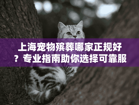 上海宠物殡葬哪家正规好？专业指南助你选择可靠服务