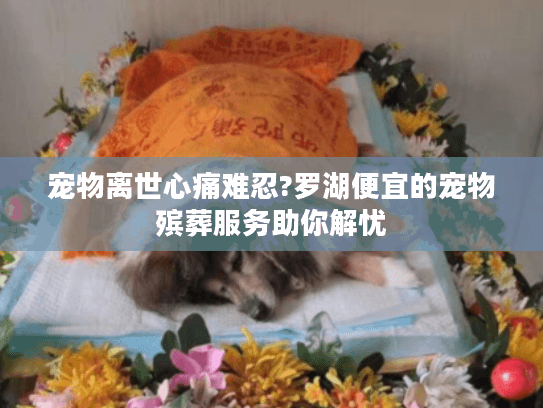 宠物离世心痛难忍?罗湖便宜的宠物殡葬服务助你解忧