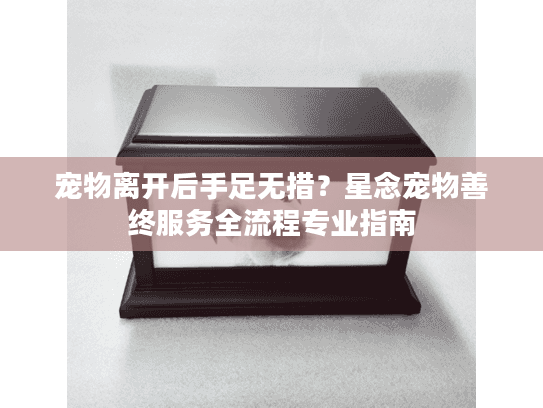 宠物离开后手足无措？星念宠物善终服务全流程专业指南
