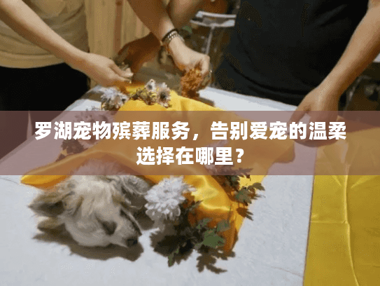 罗湖宠物殡葬服务，告别爱宠的温柔选择在哪里？