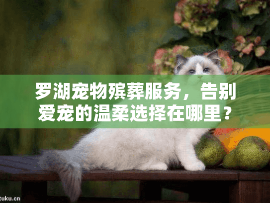 罗湖宠物殡葬服务，告别爱宠的温柔选择在哪里？