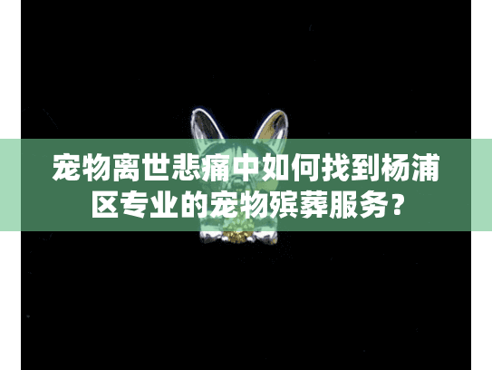 宠物离世悲痛中如何找到杨浦区专业的宠物殡葬服务？